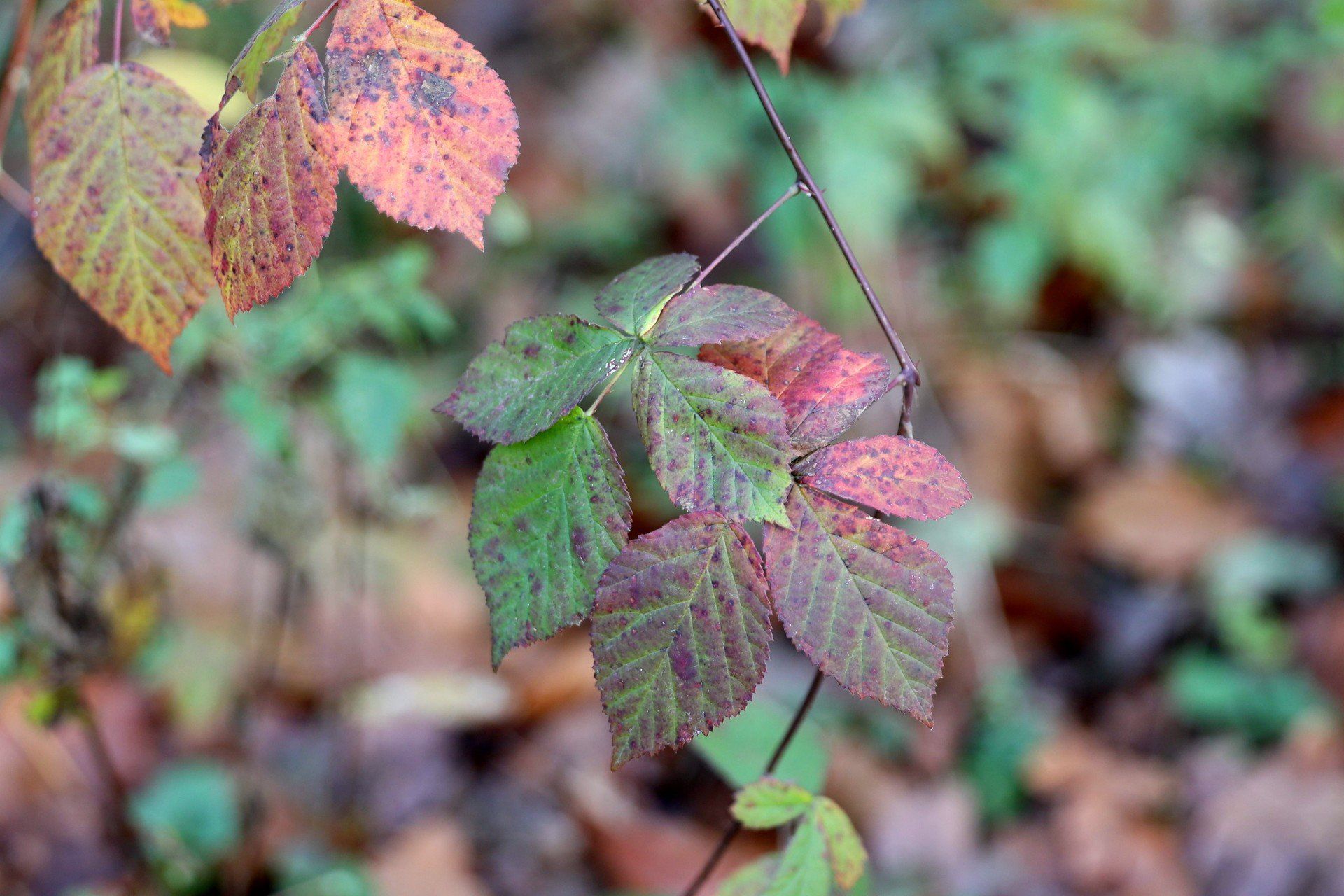 Jesień wycisza okolice Zalewu Zemborzyckiego, odsłaniając inne oblicze jednego z najczęściej odwiedzanych terenów rekreacyjnych Lublina. Zamiast letniego gwaru - wilgotne ścieżki, stłumione barwy i pojedynczy spacerowicze. Ten fotoreportaż pokazuje, jak zmienia się rytm życia nad zalewem, gdy sezon letni ustępuje miejsca jesiennej codzienności.