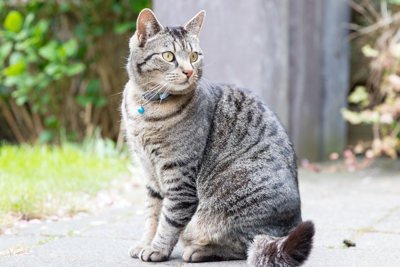 Why your cat s bell collar could be more harmful than helpful