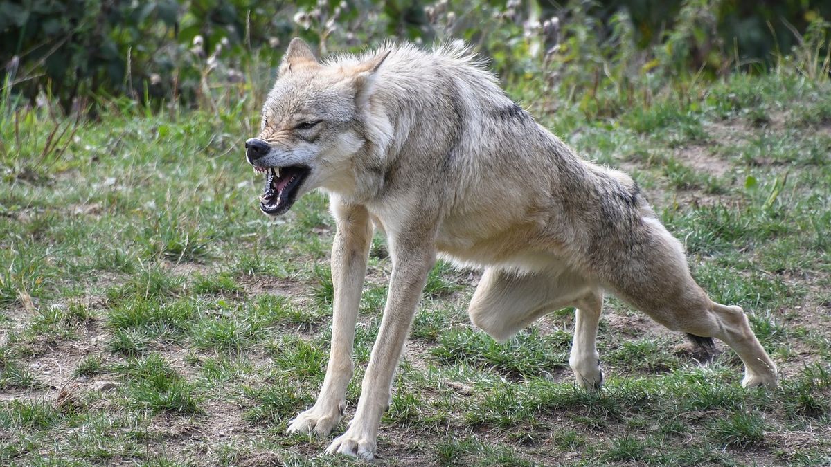 Chłopiec pogryziony przez wilka. Wszystko wydarzyło się w zoo