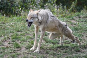 Chłopiec pogryziony przez wilka. Wszystko wydarzyło się w zoo 