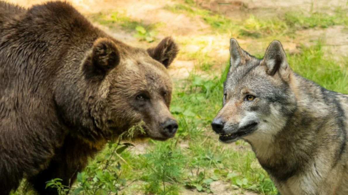 Niedźwiedź brunatny i wilk.