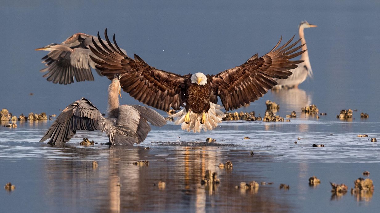 Najlepsze zdjęcia ptaków w Audubon Photo Contest 2016