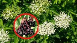 Dla tych osób owoce czarnego bzu są zakazane. Spożycie może skutkować nawet śpiączką