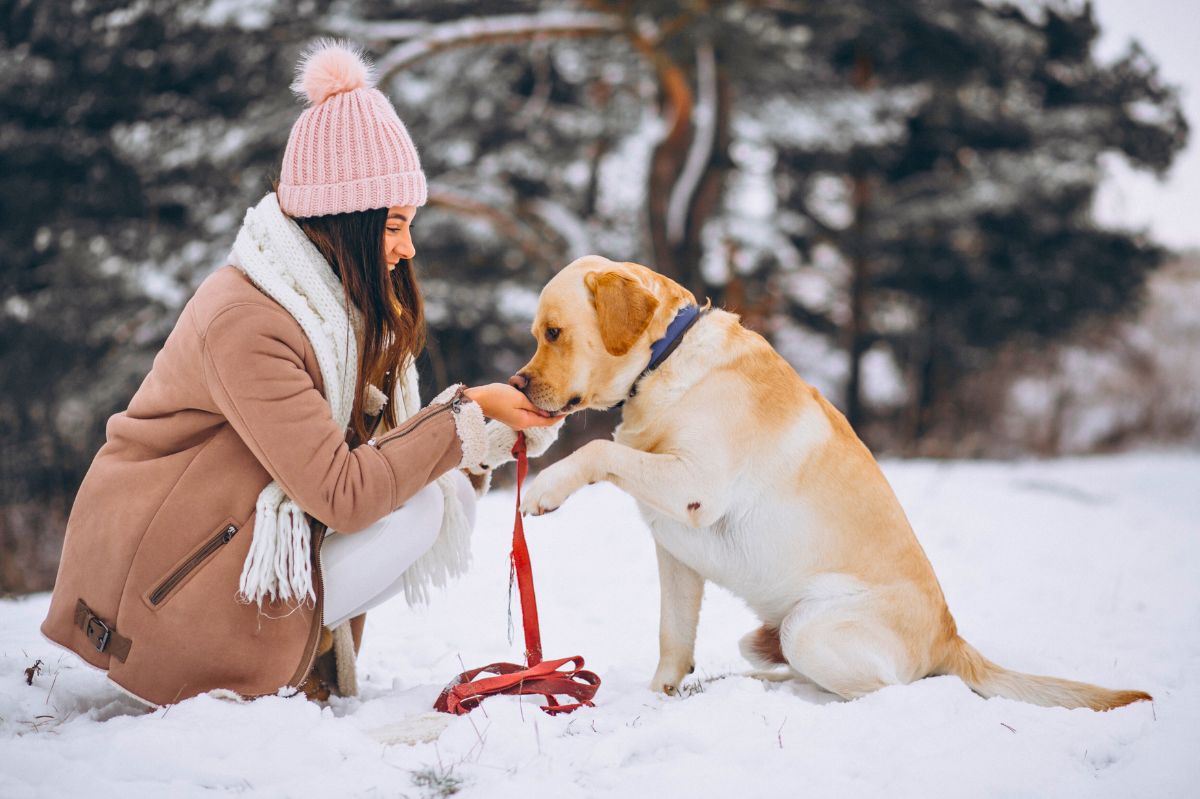 A dog, just like us, feels the cold and frost.