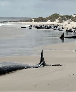 Ponury widok na tasmańskiej plaży. Ponad 150 delfinów na brzegu