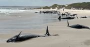 Ponury widok na tasmańskiej plaży. Ponad 150 delfinów na brzegu
