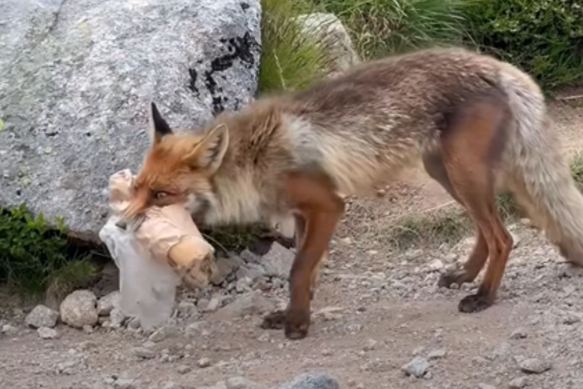 Nagrali go w Tatrach. Internauci oburzeni. "Przykro patrzeć"