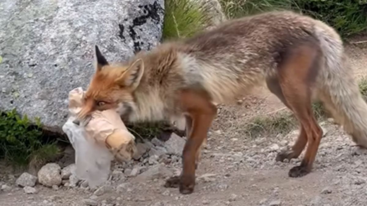 Lis zabrał kanapkę - w sieci od razu zawrzało 