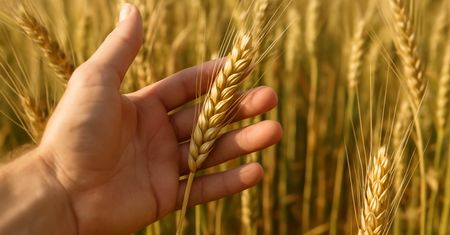 Rekordowe zbiory i rosnące zapasy. Nowy raport USDA studzi nastroje na rynku zbóż