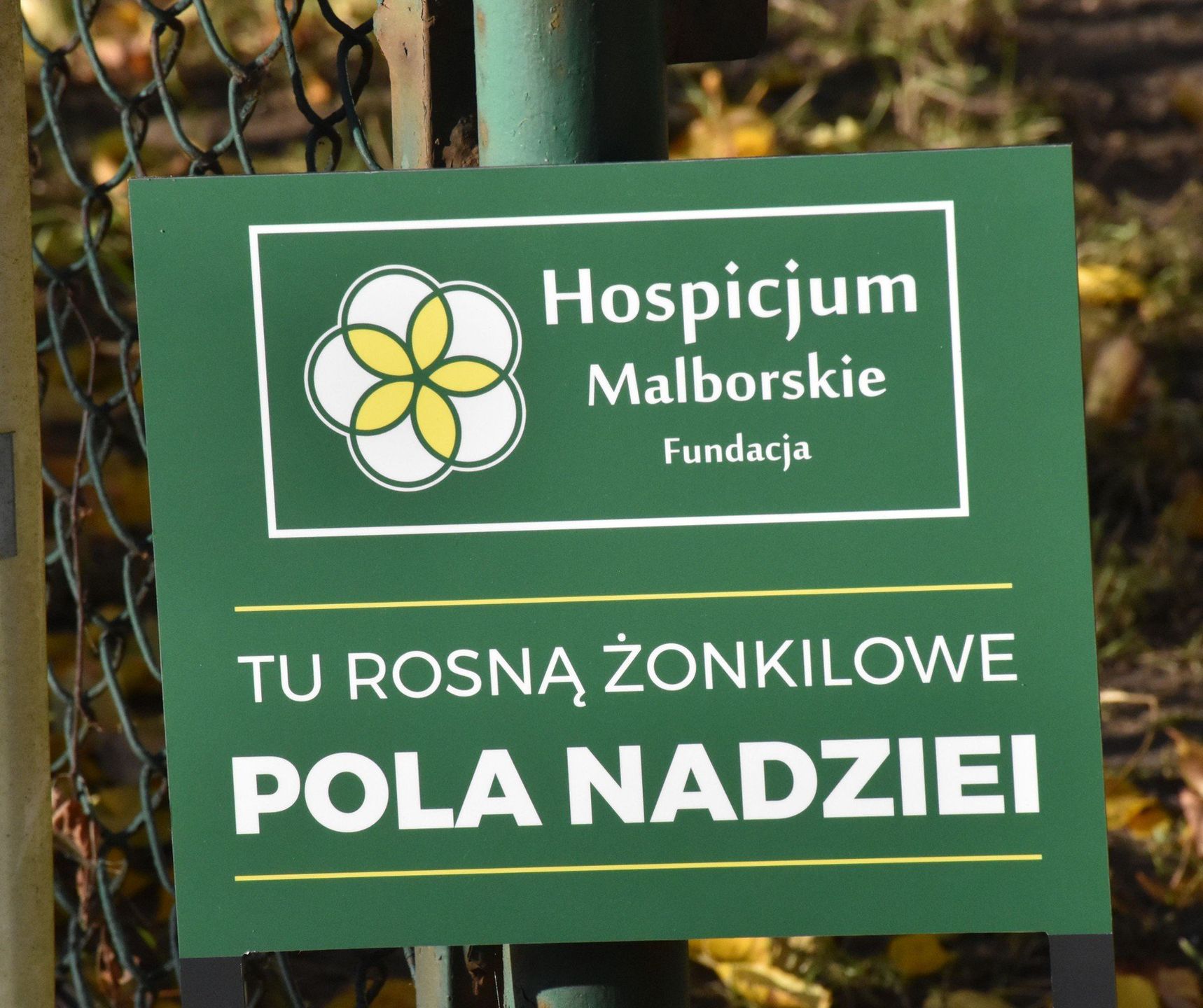 Żonkile posadzone przy siedzibie PCZ. Pola Nadziei w Malborku