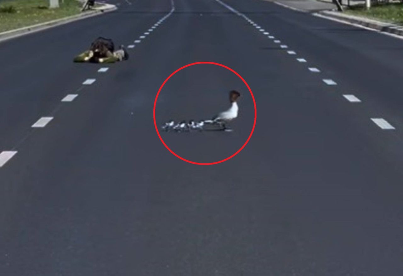 Nurogęsi idą nad Wisłę