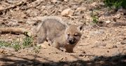Wyjątkowe narodziny w ZOO Łączna na Dolnym Śląsku. Na świat przyszło 6 wilków polarnych