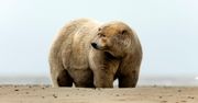 Gruby Albert na zdjęciach. To najgrubszy niedźwiedź polarny na Alasce