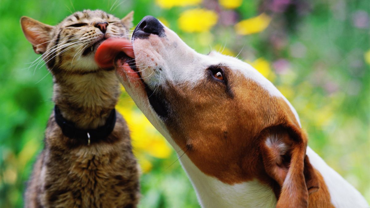 Krzyżówka o psach i kotach