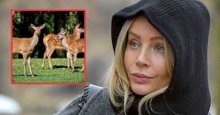 Odstrzelili 164 jelenie. Woźniak-Starak grzmi: "Oby to śniło mu się po nocach"