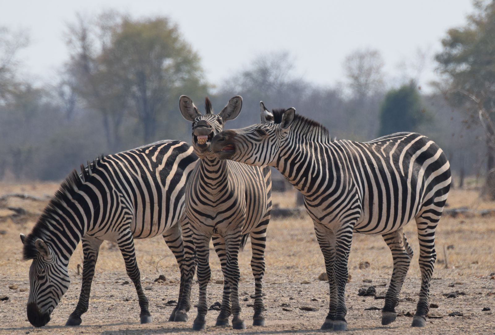 Wyłoniono zwycięzców konkursu Comedy Wildlife Photography Awards 2016. Nie przestaniesz się śmiać oglądające te zdjęcia 3