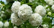 Może wyprzeć hortensje z ogrodów. Posadź, a nie pożałujesz