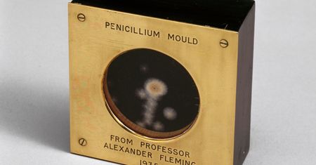 Historia antybiotyku. Penicylina powstała przypadkiem