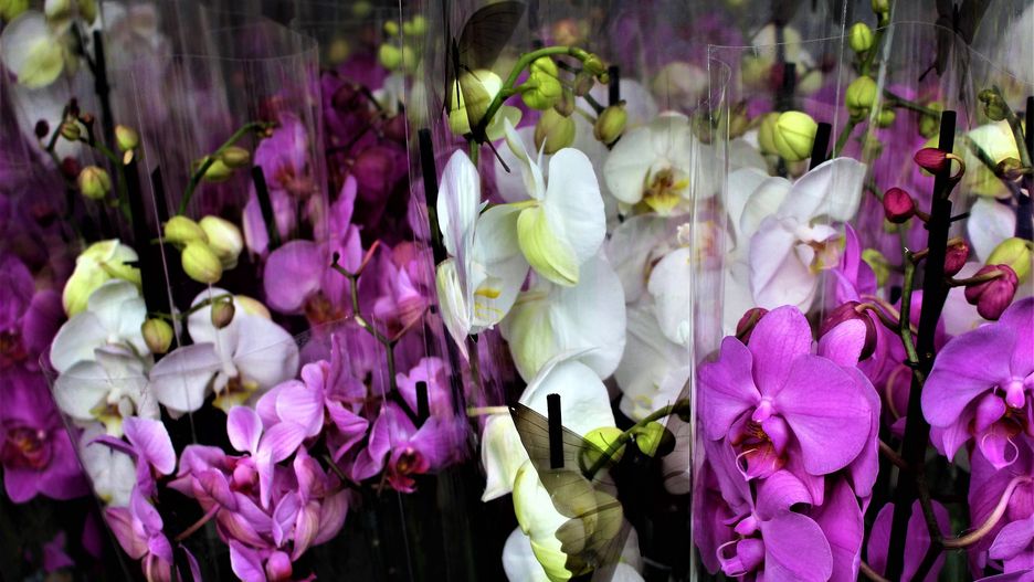 Storczyk ozdobi każde mieszkanie 