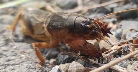 Zmora polskich działkowców. Wygląda jak krewetka, ma spore rozmiary