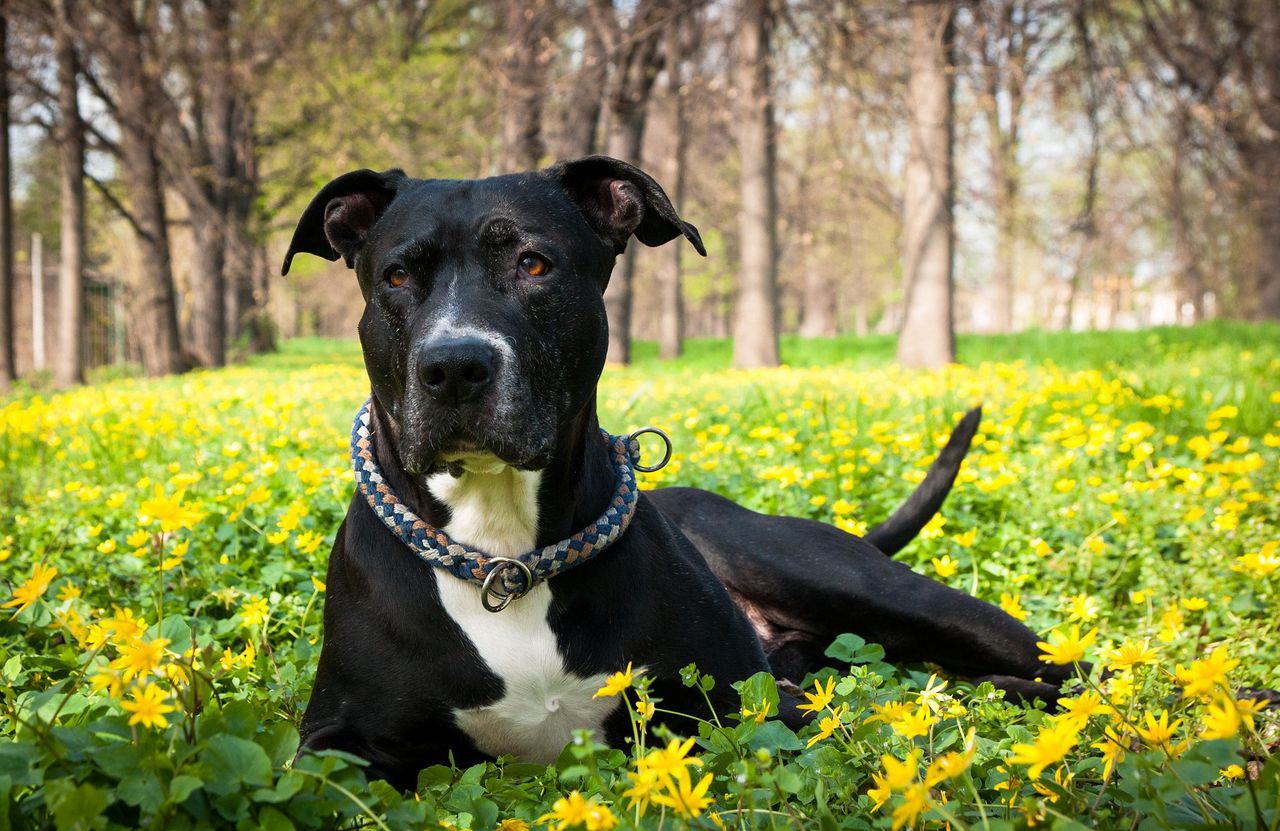 Twardogóra. 5-latka pogryziona przez pitbulla. Jest w ciężkim w stanie