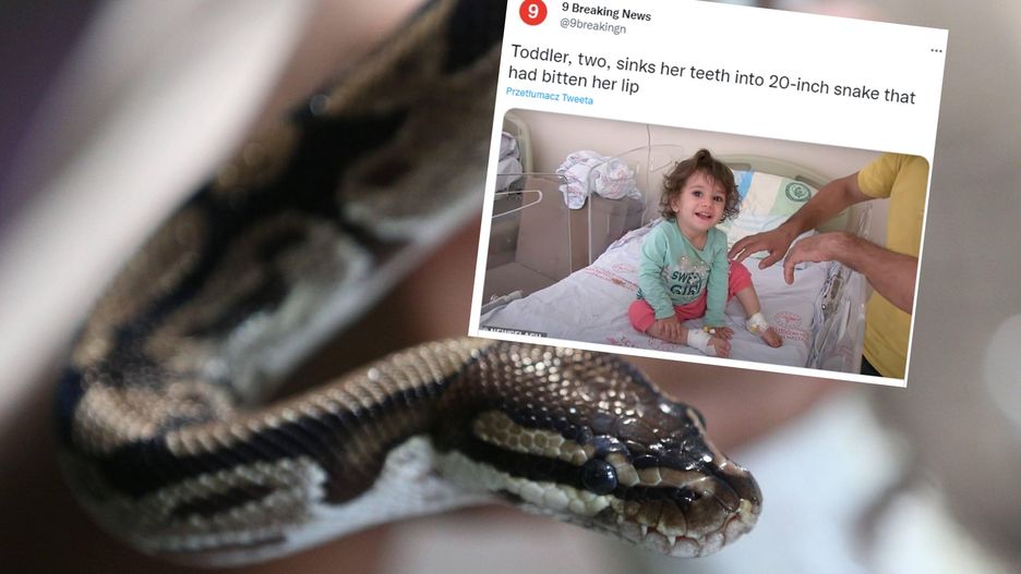 Dwulatka zagryzła węża. Z zemsty 