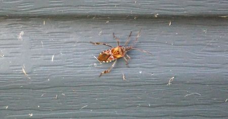 Znów się pojawiły. Odór nie do zniesienia. Aż wyskoczyłem z pokoju