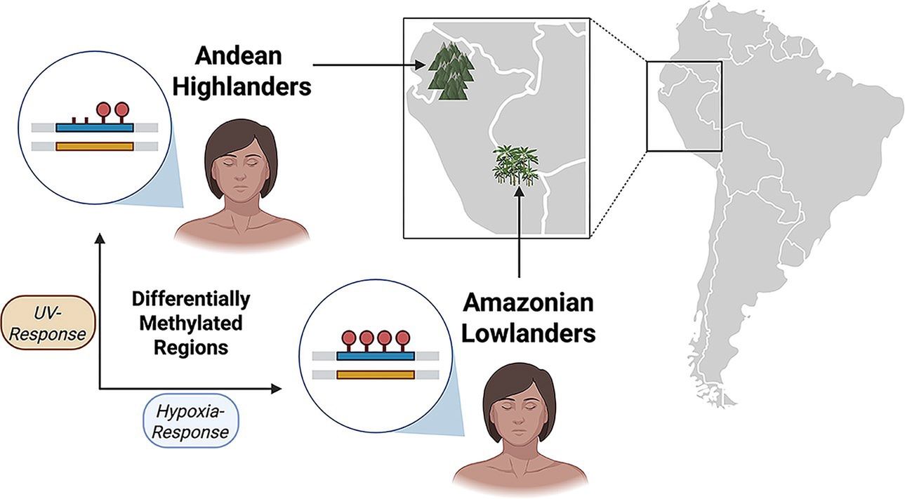 Analiza demograficzna i pochodzenia