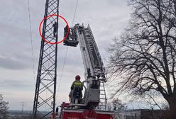 Wszedł na słup energetyczny. Wezwano negocjatorów. Porażające zdjęcia