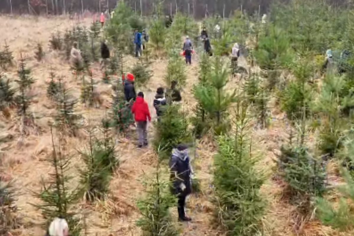 Można wyciąć własną choinkę. Leśnicy podali ceny