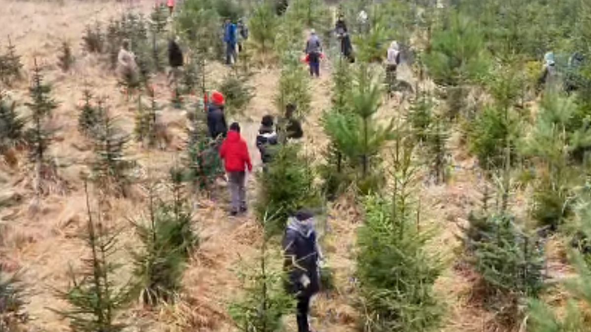 Nadleśnictwo podało ceny za drzewka świąteczne