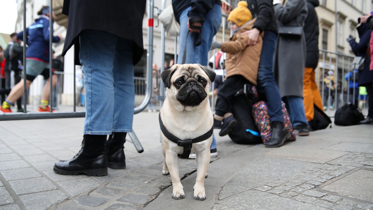 Spectators with a pug attend the TAURON 22nd Cracovia Marathon on the streets of the city in Krakow, Poland, on April 6, 2025. Organized since 2002, the Cracovia Marathon is the most important running event in Krakow. The 22nd Cracovia Marathon starts on the main square. More than 6,000 competitors from 51 countries around the world run through the main streets of the city. Athletes with disabilities also take part in the competition. (Photo by Klaudia Radecka/NurPhoto via Getty Images)