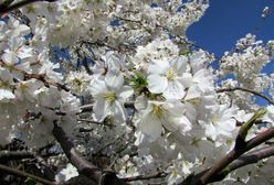 Pogoda długoterminowa z IMGW. Prognoza na kwiecień i maj może bardzo zdziwić