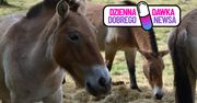 Niezwykła adopcja konia Przewalskiego. Poruszająca historia z USA