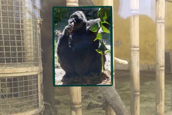 Trudna walka w kijowskim zoo. Stawką jest życie 52-letniej gorylicy