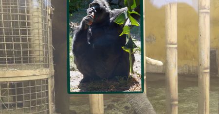 Trudna walka w kijowskim zoo. Stawką jest życie 52-letniej gorylicy