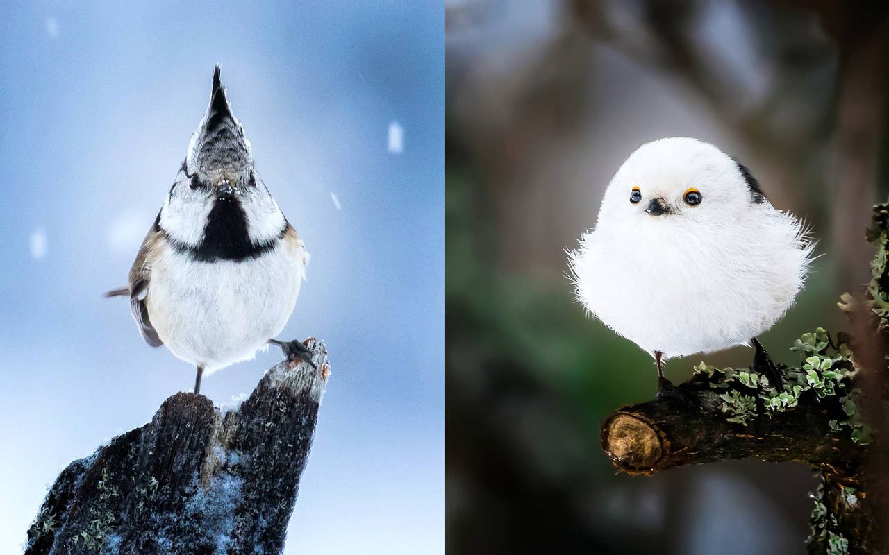 Grałeś w Angry Birds? Te zdjęcia pokazują jak wyglądają te ptaki w prawdziwym życiu!
