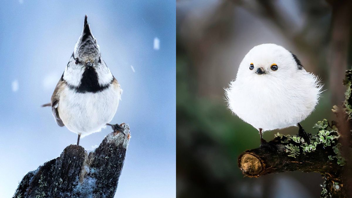 Grałeś w Angry Birds? Te zdjęcia pokazują jak wyglądają te ptaki w prawdziwym życiu! 1
