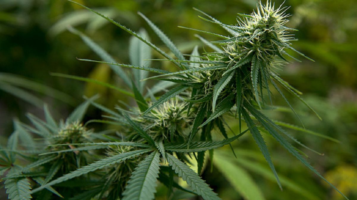 GIS wycofuje olejek konopny