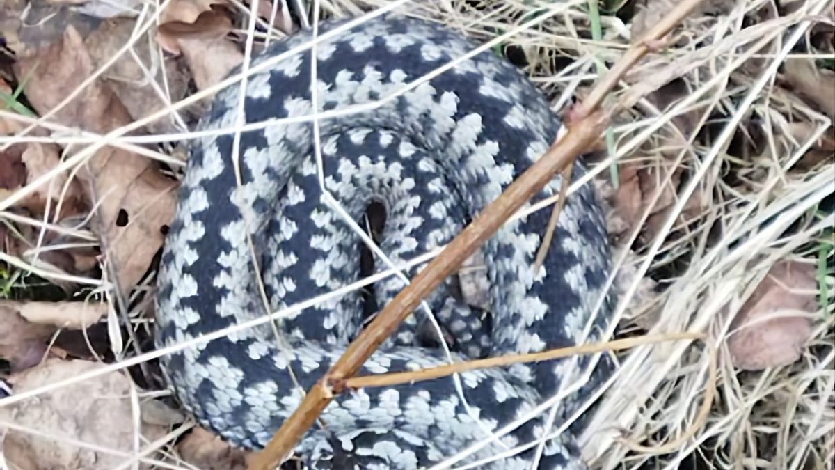 Leśnicy ostrzegają przed żmijami