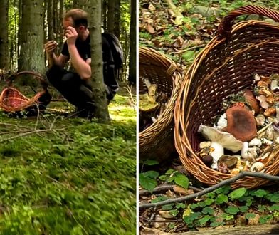 Grzyby, które odstraszają wyglądem. Ekspert wyjaśnił rzadkie zjawisko