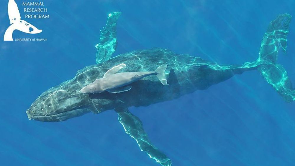 Nowo narodzony wieloryb na filmie. Udało się go nagrać za pomocą drona 1