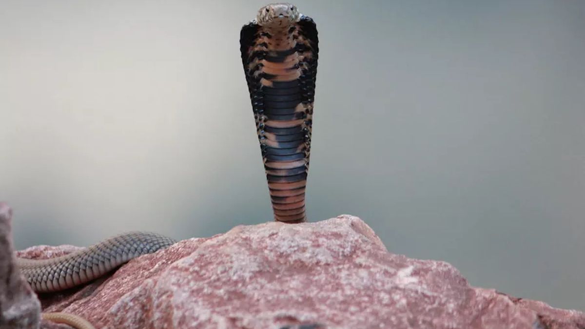 Sztuczna inteligencja projektuje białka neutralizujące jad węży