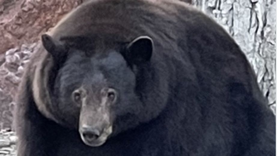 Niedźwiedź włamywacz uprzykrza życie mieszkańcom okolic Tahoa w Kaliforni. Wchodzi do domów jak do siebie i wyżera całe zapasy żywności (Facebook Bear League)