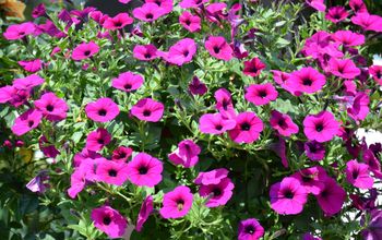 Zrób tak, a petunie będą kwitły do jesieni. Trik ogrodników