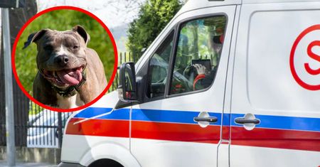 Groza w Zwierzyńcu. Pies rzucił się na 4-latka w kolejce po lody