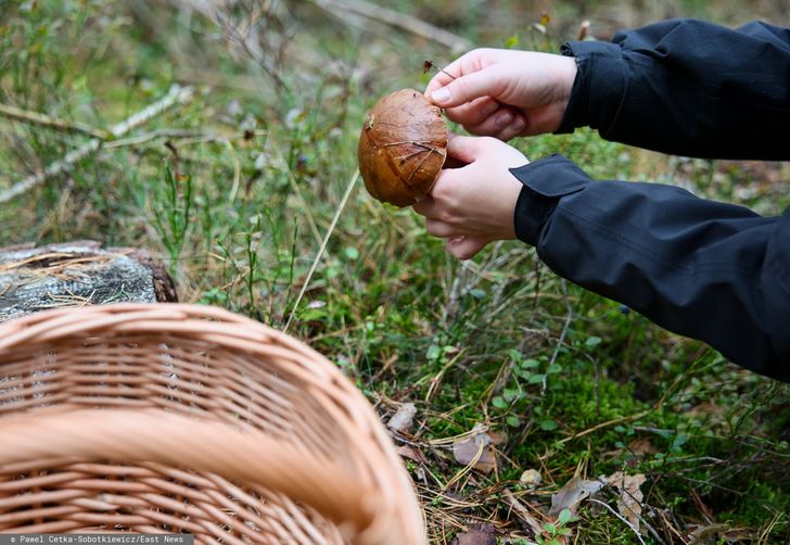 U siebie tak nie mogą. Niemcy w Polsce na grzybobraniu