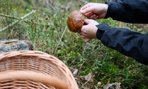 U siebie tak nie mogą. Niemcy w Polsce na grzybobraniu
