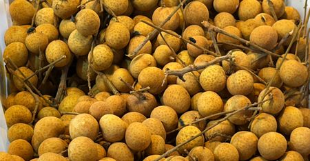 Longan. Egzotyczny owoc, który wspiera sen, skórę i kobiece hormony