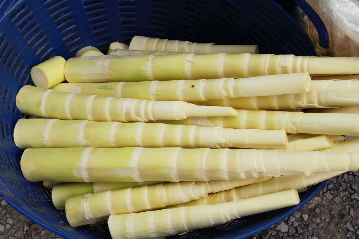 Jedna porcja bambusa zapewni nam ponad 10 procent zapotrzebowania na błonnik